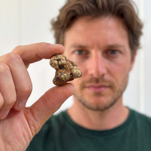 Hollandia Truffles 15g