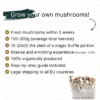 Golden Teacher Grow Kit - Grow your own mushrooms