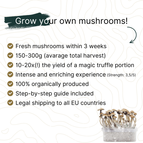 Golden Teacher Grow Kit - Grow your own mushrooms