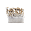 Awake Cultivation Kit™