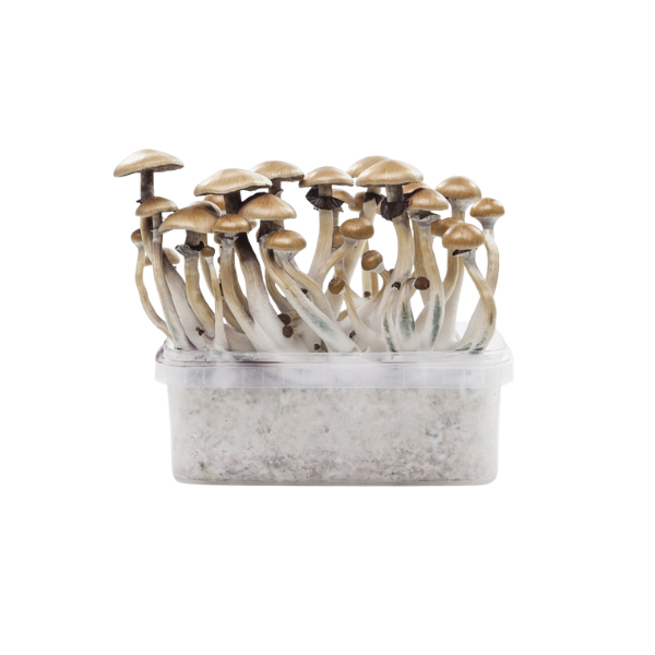 Awake Cultivation Kit™
