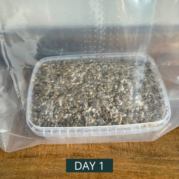 Awake Cultivation Kit™
