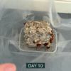 Awake Cultivation Kit™