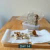 Awake Cultivation Kit™