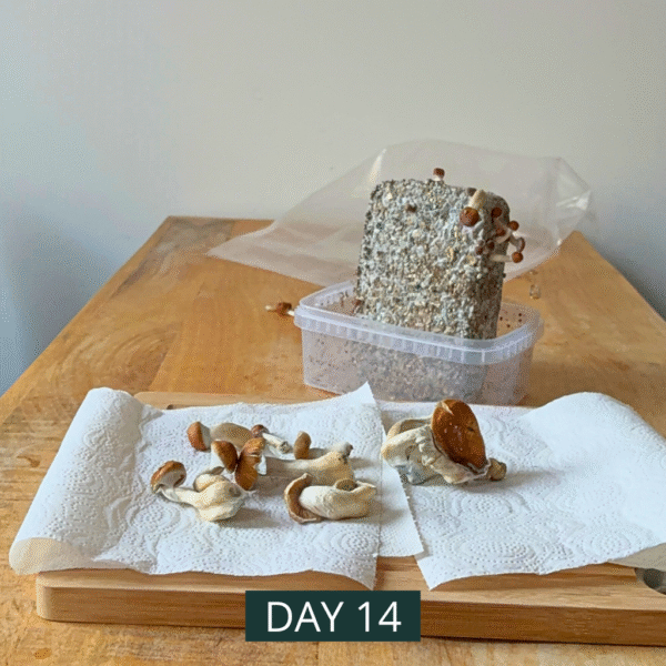 Awake Cultivation Kit™