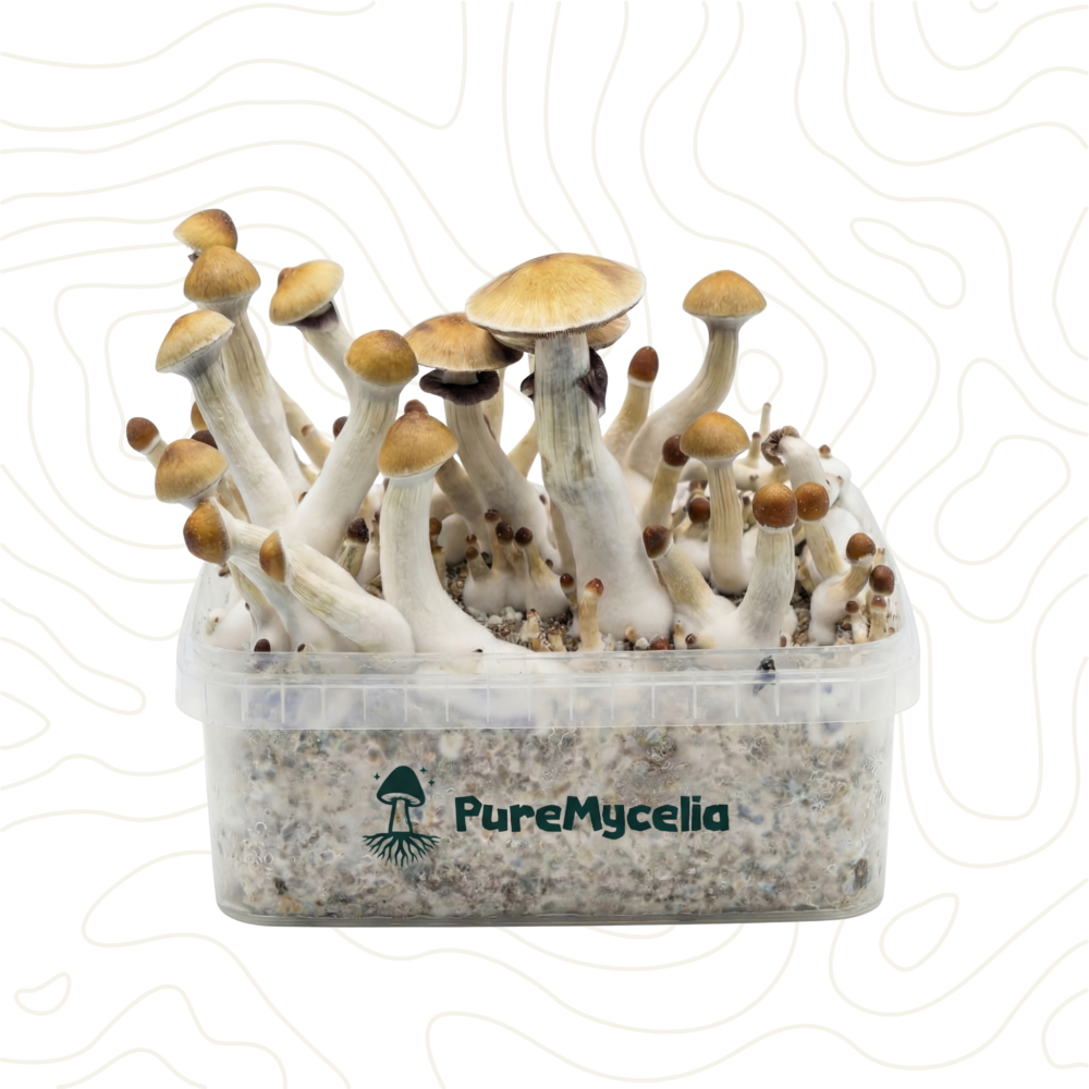 PureMycelia™ Grow Kit