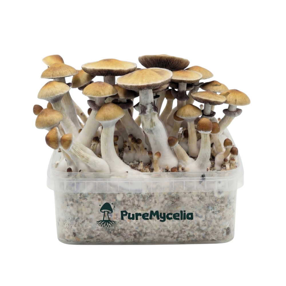 PureMycelia™ Grow Kit