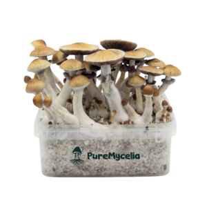 PureMycelia™ Grow Kit