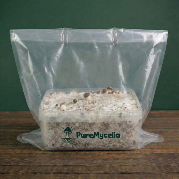 PureMycelia™ Grow Kit