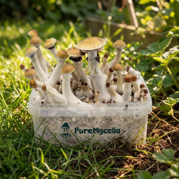 PureMycelia™ Grow Kit