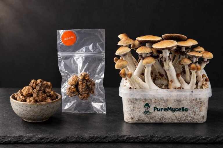 Magic truffles next to a PureMycelia grow kit with mushrooms